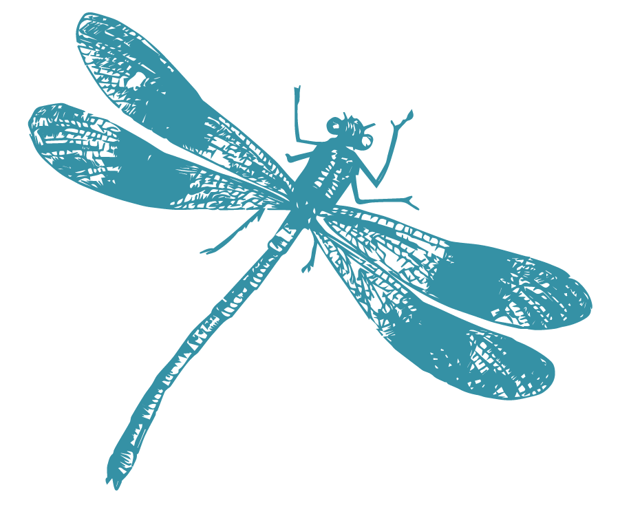 dragonfly